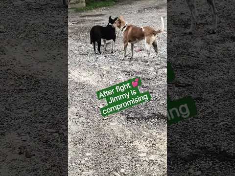 After the fight Jimmy and Blackie 💕 Jimmy is compromising.. 😀