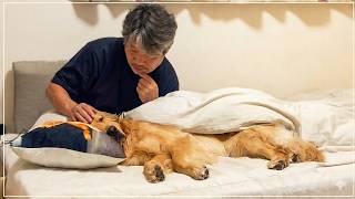 「大切な家族だから」先代犬そらから受け継いだ命のぬくもり。【犬との暮らし】【Golden Retriever japan】