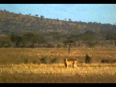 Gepard -old Charal commercial-
