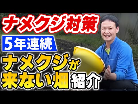 ズッキーニをナメクジから守る方法は？完全に自然だが非常に効果的な祖母のための5つの治療法  庭園