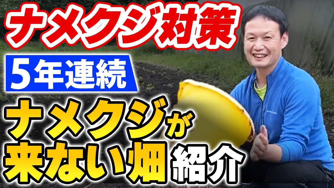 自然栽培におけるナメクジ対策と共存の知恵！食害が激減した畑の観察記録