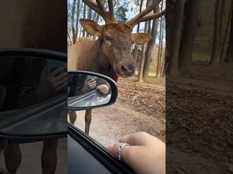 Majestic Elk Shows Off Vocal Range! #Shorts #Elk #Wildlife