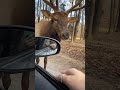 Majestic Elk Shows Off Vocal Range Shorts Elk Wildlife