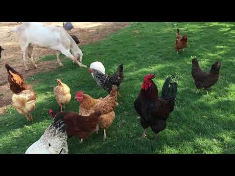 Rooster Crowing Compilation Plus-   Rooster Crowing Sounds Effect 2021