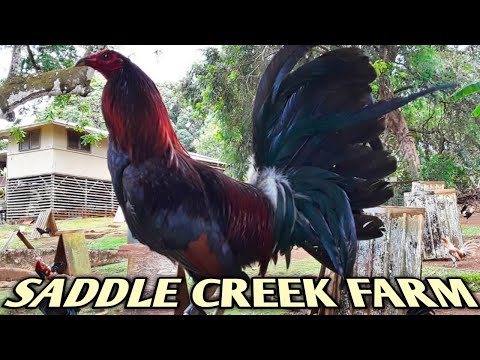 Leiper Sweater Yellow leg hatch - SADDLE CREEK FARM