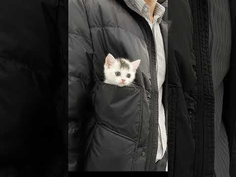 A man gently carries his kitten in a bag, keeping her close like the most precious little treasure 🐱