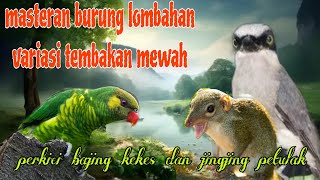 Download lagu Tembakan burung mewah 🔥🔥 perkici bajing kekes dan jingjing petulak mp3 Download lagu Tembakan burung mewah 🔥🔥 perkici bajing kekes dan jingjing petulak mp3