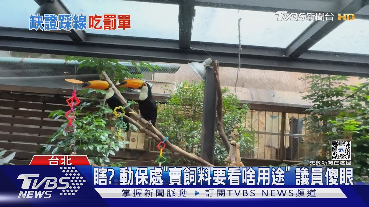 嘸許可證!「加購」餵鳥 寵物餐廳被罰5萬