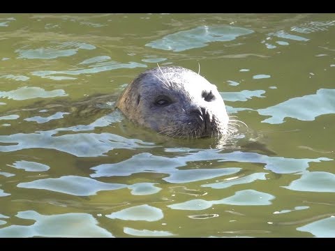 Identify Grey and Common Seals.