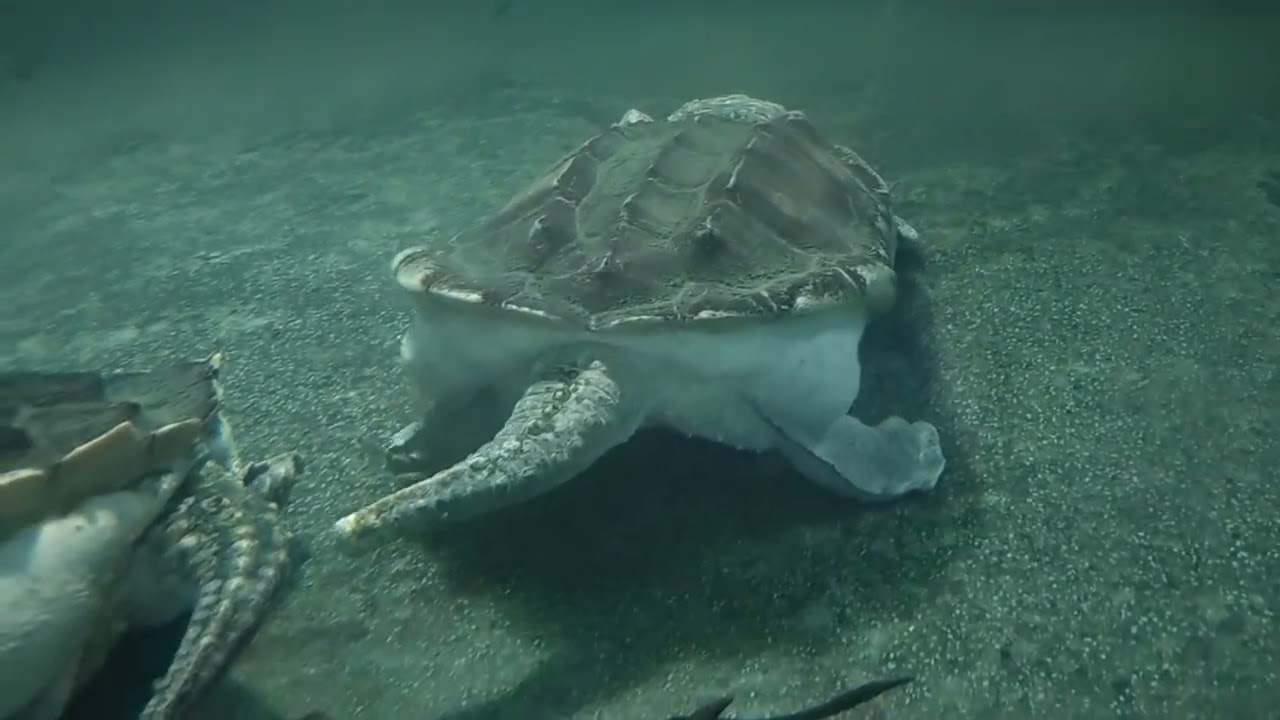 ワニガメのカメケツ祭り＠台北市立動物園