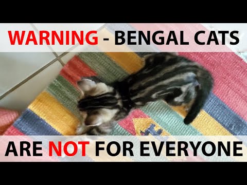 ✔️ WARNING! Bengal Cats are NOT for everyone! Should you even own Bengal Cat? See my Bengal kitten!