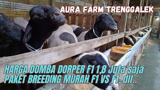 Download lagu 1.8 JUTA DAPET DOMBA DORPER F1, PAKET BREEDING MURAH, DORPER, AWASSI, SUFFOLK, dll.❤️‍🔥❤️‍🔥 mp3