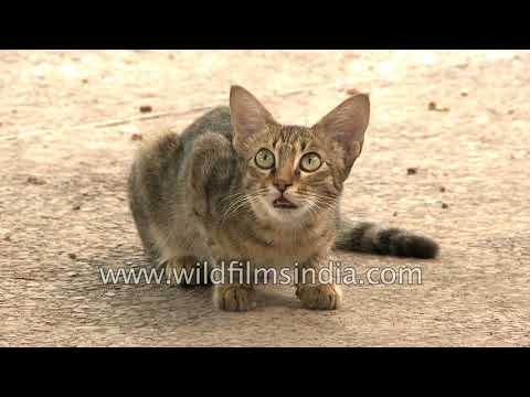 Cute brown cat poses for the camera