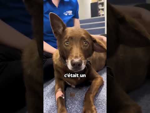 Pourquoi Coud-On Des Boutons Sur L’Oreille Des Chiens?!😱