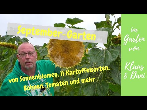, title : 'September-Garten / großer Gartenrundgang und die Kartoffelernte aus dem 14-Sorten-Beet'