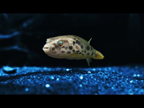 Aquarium Fisch Unboxing - LEOPARDKUGELFISCH EDITION 🐡