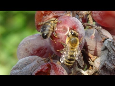 Осенний взяток или медонос по факту, пасека