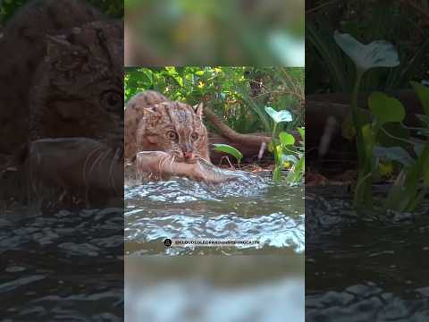 Кот-водолаз