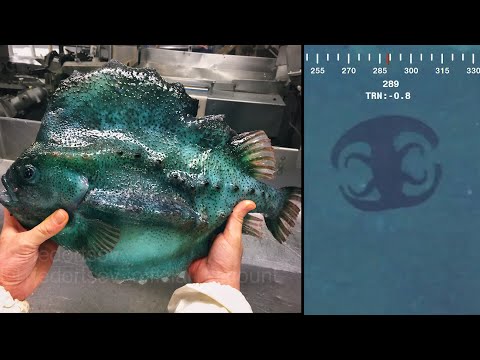 深海の謎の生物たち