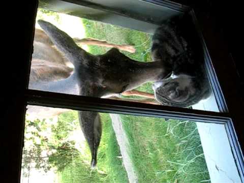 Cat and deer making out