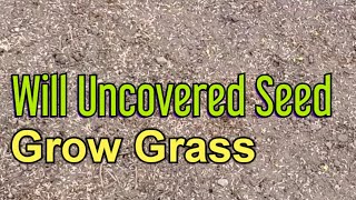 Can You Grow Grass Without Covering The Seed