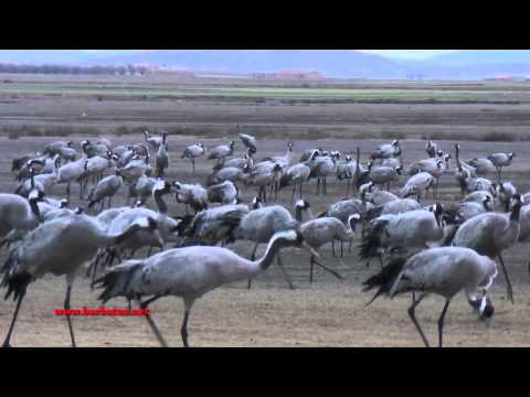 Grullas en Gallocanta ( Grus grus ) Crane