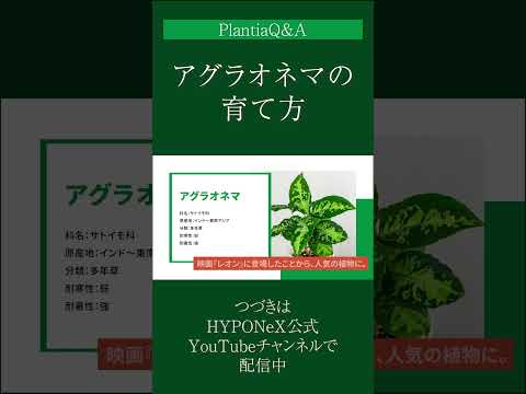 園芸 ノーフォークパイン、ノーフォークアラウカリア