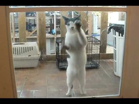 download lagu mp3 mp4 Gardenia Cat Safe, download lagu Gardenia Cat Safe gratis, unduh video klip Gardenia Cat Safe