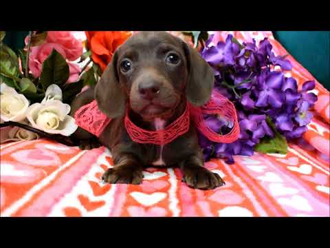 Bailey AKC Chocolate Miniature Dachshund Puppy for sale!