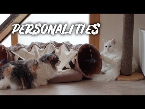 Different cat personalities | Norwegian forest cat