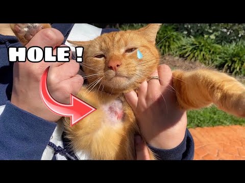 ABANDONED NEIGHBORHOOD CAT FOUND ATTACKED ! WILL HE SURVIVE ?!