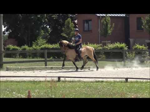 Mjölnir vom Kronshof, 28.06.2019