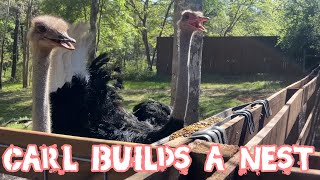 Ostriches Want More Babies!