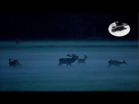 Rothirschjagd in der Brunftzeit #3 Schöner 7kg-erlegt!