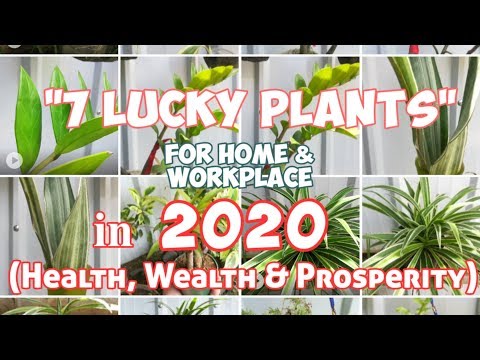 7 Lucky Plants for Home & Workplace (Health, Wealth & Prosperity) Video