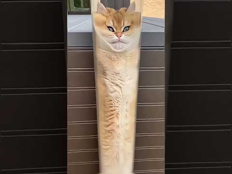 Why Cats do this behavior? #shorts