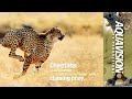 Cheetah On The Chase Run Impala Run Classic Wildlife HD Stock Footage