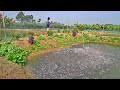 Pangasius Fish Feeding Culture in Pond | Fish Farming Business In India | Pangas Farming