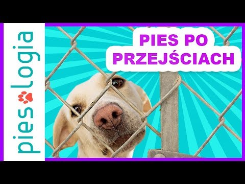 Jak prawidłowo nosić Pro koślawego Koślawe zniekształcenie z gwiazdami