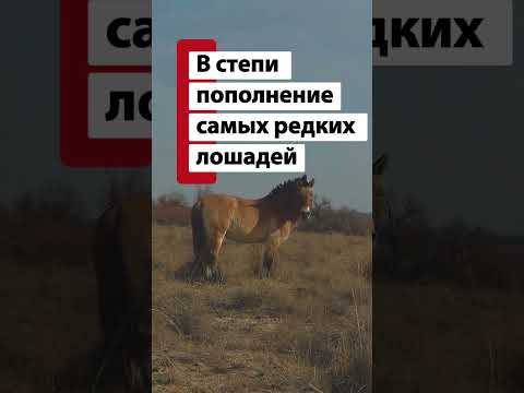 В Казахстане это впервые, лошади Прживальского Кертагы принесли пополнение