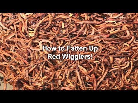 How to Fatten Up Red Wigglers!