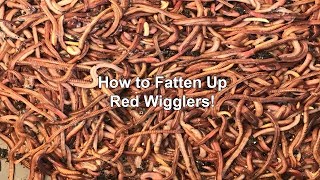How to Fatten Up Red Wigglers!
