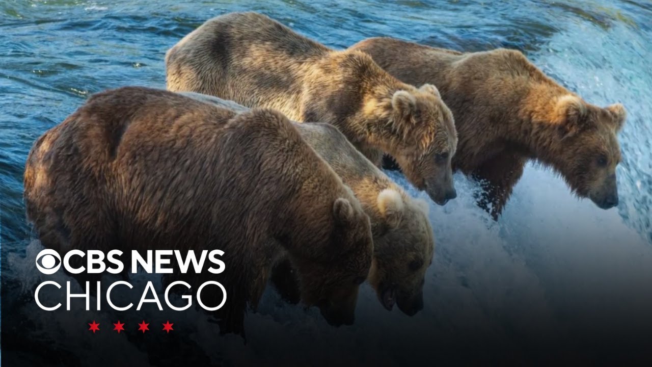 Fat bear week gets off to controversial start