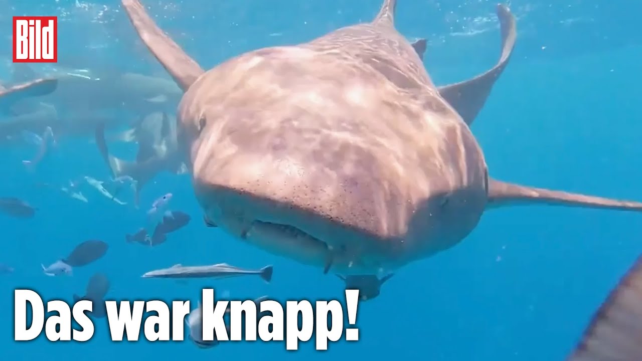 Hai schnappt zu: Kamera rettet Taucher vor Biss