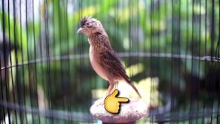 Download lagu Branjangan NTB istimewa mp3 Download lagu Branjangan NTB istimewa mp3