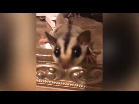 Krasse witzige Tiere zum Totlachen - lustige Tiervideos - Lustige Tier Videos Funniest animals