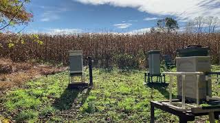 Orientation, a sign of winter bees