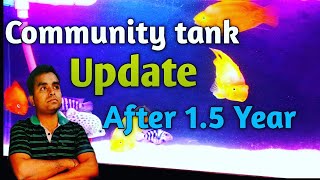 Community tank update || Parrot Fish Tank update || Tank update