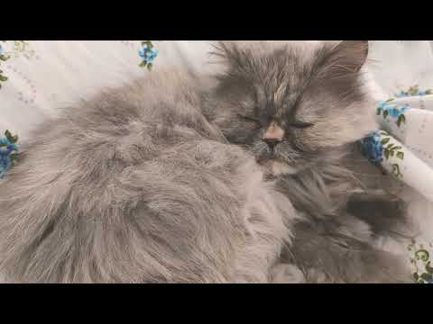 جسی خانوم 😻