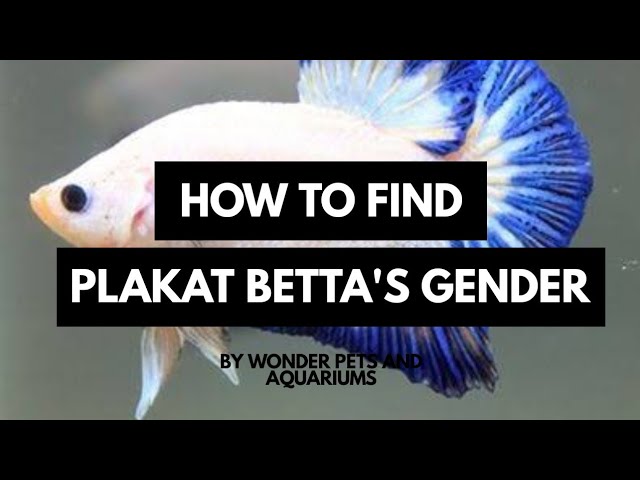 Let's learn to Identify the Gender of Plakat Betta...